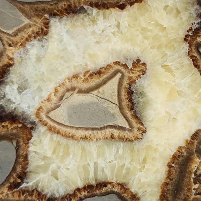 Septarian Nodule Slice