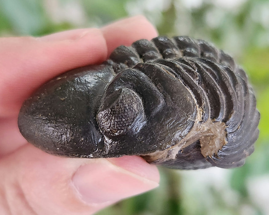 Enrolled Reedops Trilobite | Morocco