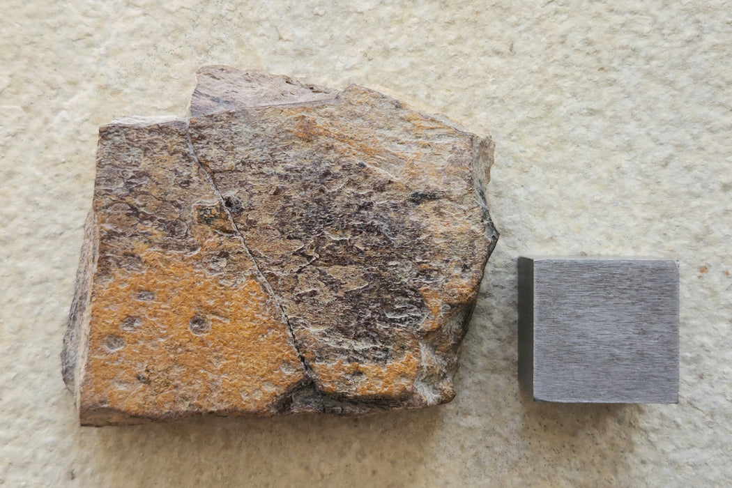 Edmontosaurus Bone | Montana