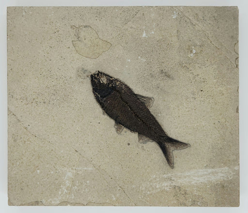 In Stone Fossils 