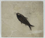 In Stone Fossils 