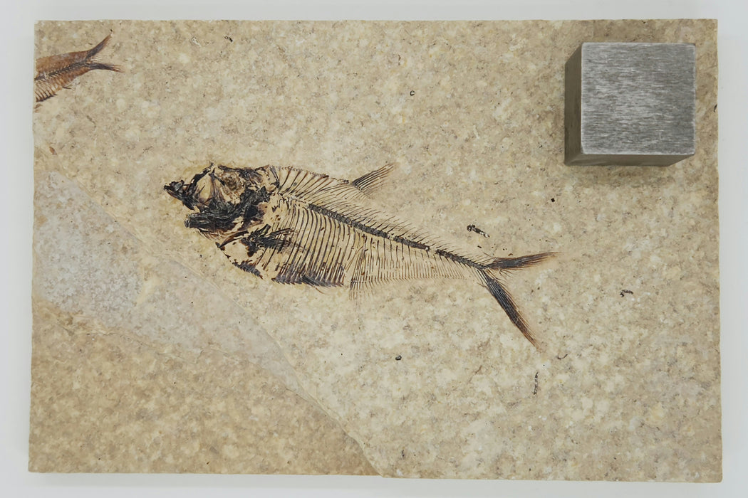 4" Diplomystus dentatus | Green River Formation | Wyoming