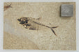 In Stone Fossils 