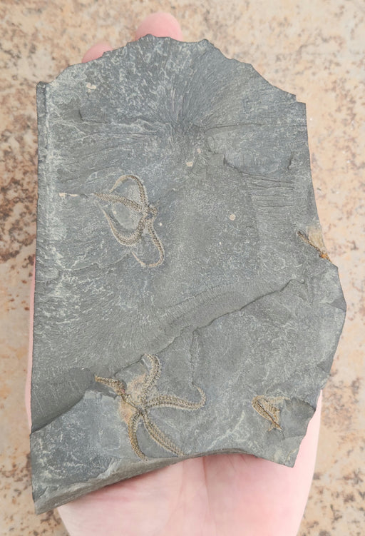 In Stone Fossils 