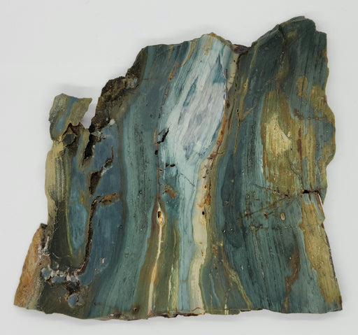 In Stone Fossils 