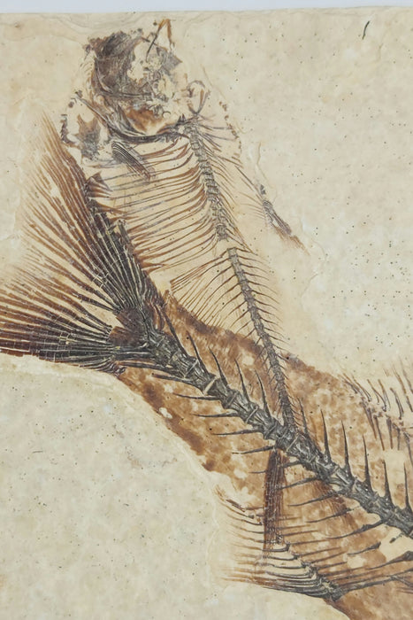 4.5" Mioplosus labracoides and 2.25" Diplomystus dentatus | Green River Formation | Wyoming