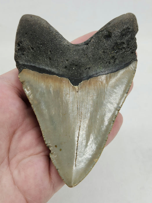 4" Megalodon Tooth | Hawthorn Formation