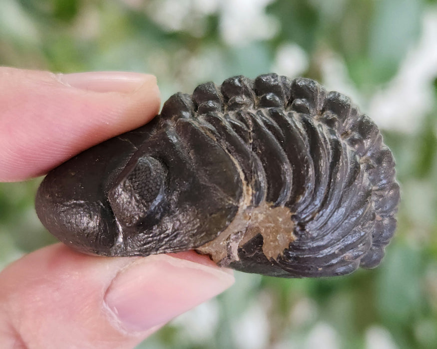 Enrolled Reedops Trilobite | Morocco
