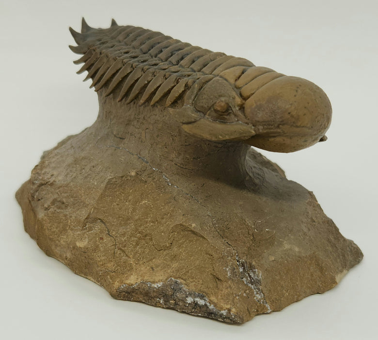 Crotalocephalina Trilobite | Morocco