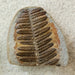 In Stone Fossils 