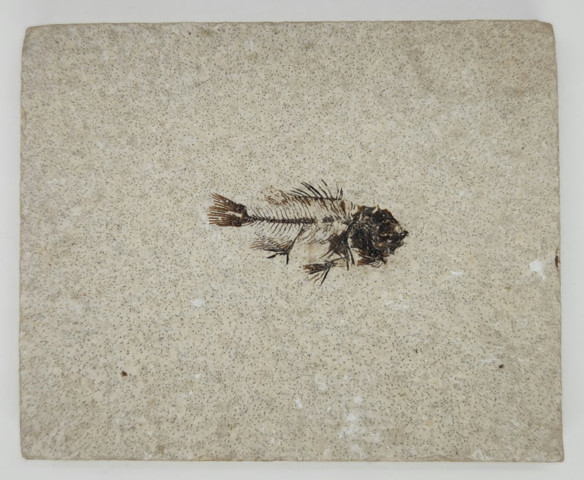 Juvenile Cockerellites liops | Green River Formation | Wyoming