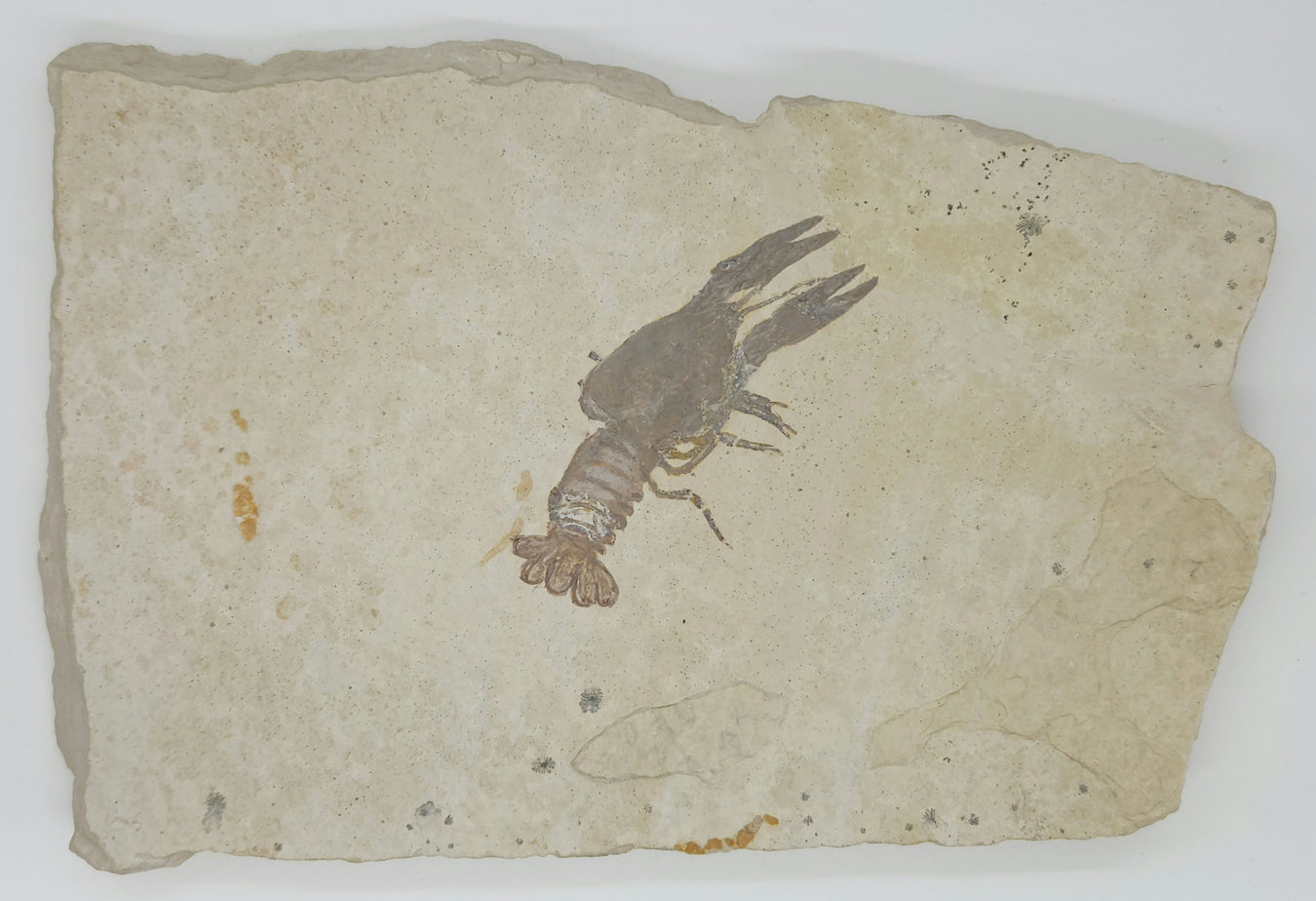Crustaceans & Eurypterids
