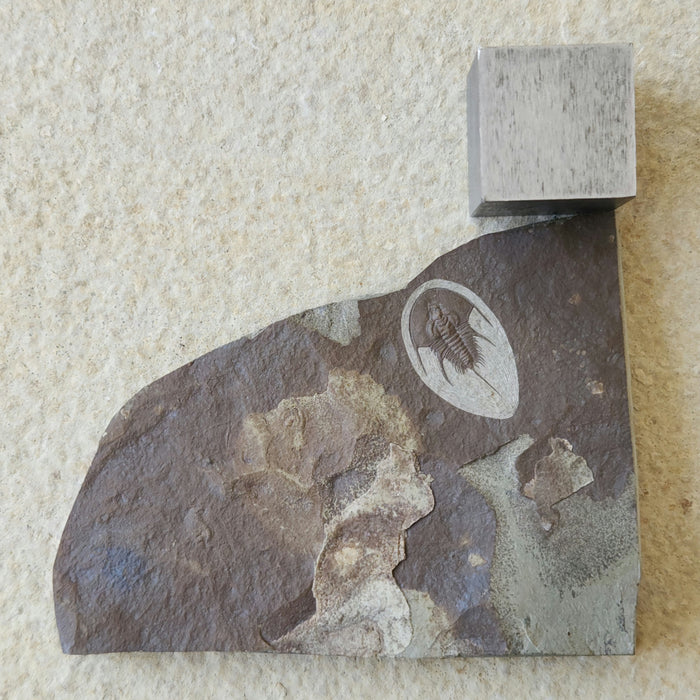 Olenellus Trilobite | Nevada