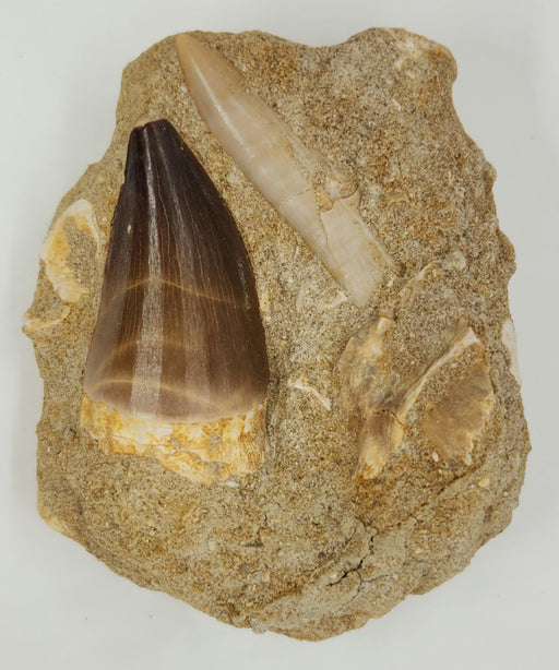 In Stone Fossils 