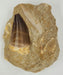 In Stone Fossils 