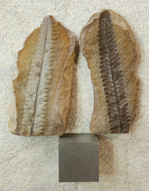In Stone Fossils 