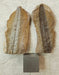 In Stone Fossils 