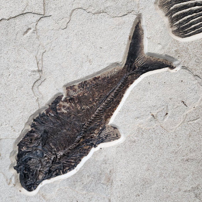 Garfish | Atractosteus simplex with Diplomystus | Green River Formation | Wyoming