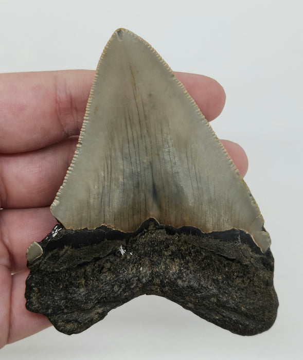 3.75" Megalodon Tooth | Hawthorn Formation