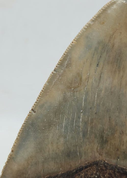 3.25" Megalodon Tooth | Hawthorn Formation