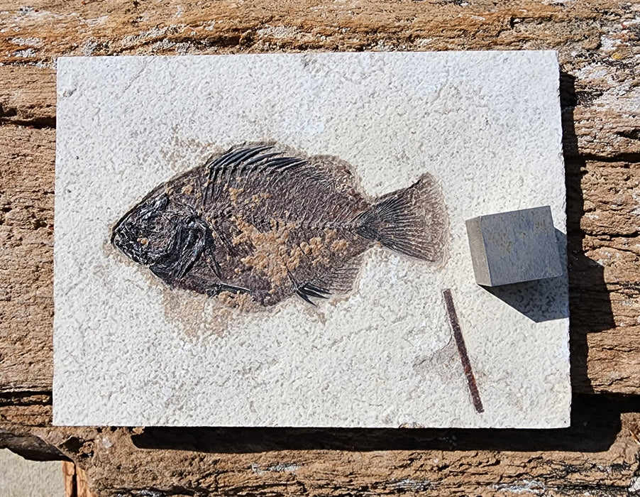 5.25" Cockerellites liops (formerly Priscacara liops) | 100% Natural | Green River Formation | Wyoming