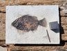 In Stone Fossils 