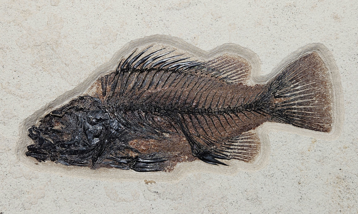 Double Priscacara serrata | Green River Formation | Natural Specimen