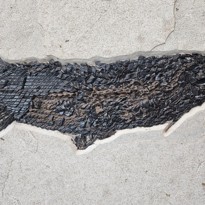 Garfish | Atractosteus simplex with Diplomystus | Green River Formation | Wyoming
