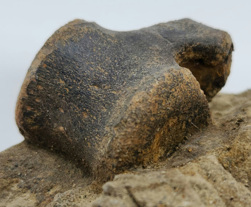 Hadrosaur Caudal (Tail) Vertebra on Matrix | Montana