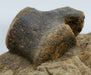 In Stone Fossils 