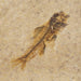 In Stone Fossils 