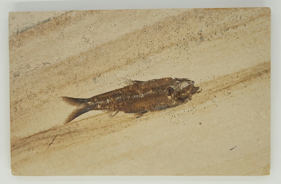 3.25" Knightia eocaena | 100% Natural | Green River Formation | Wyoming