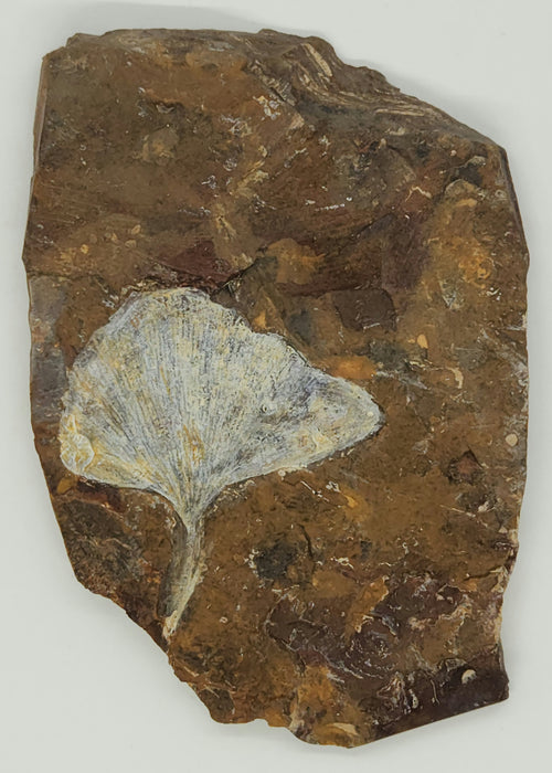 Fossil Ginkgo leaf | Ginkgo cranei | North Dakota