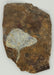 In Stone Fossils 
