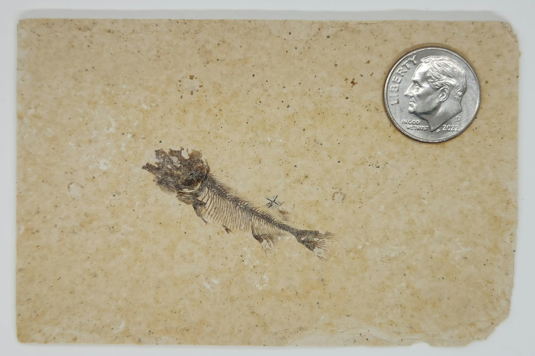 Juvenile Phareodus | Green River Formation | Wyoming