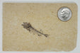 In Stone Fossils 