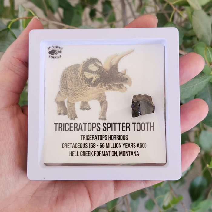 Large Triceratops Spitter Tooth in Display Case