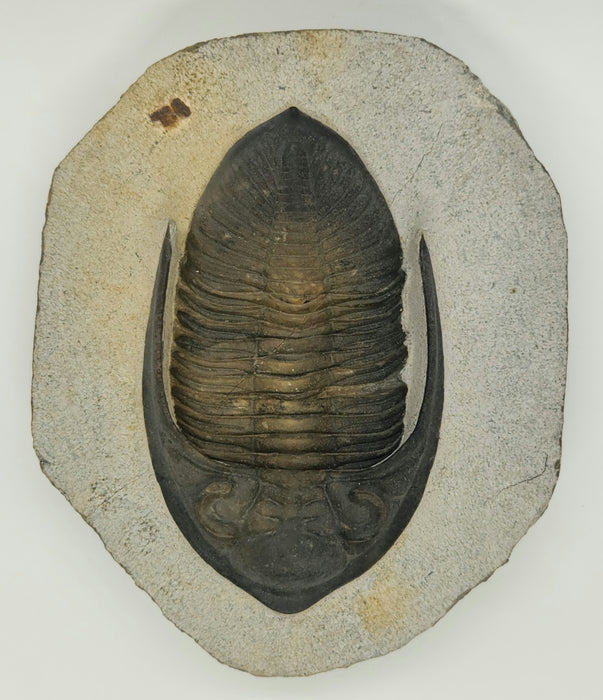 Odontochile hausmanni Trilobite | Morocco