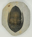 In Stone Fossils 