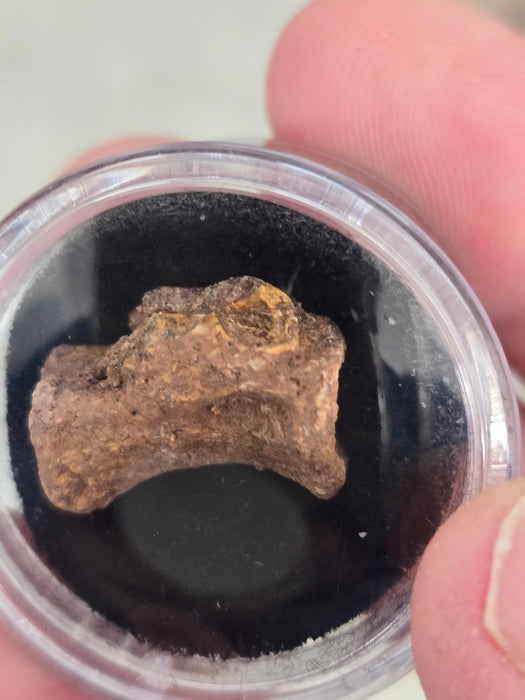 Dimetrodon Vertebra | Texas