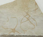In Stone Fossils 