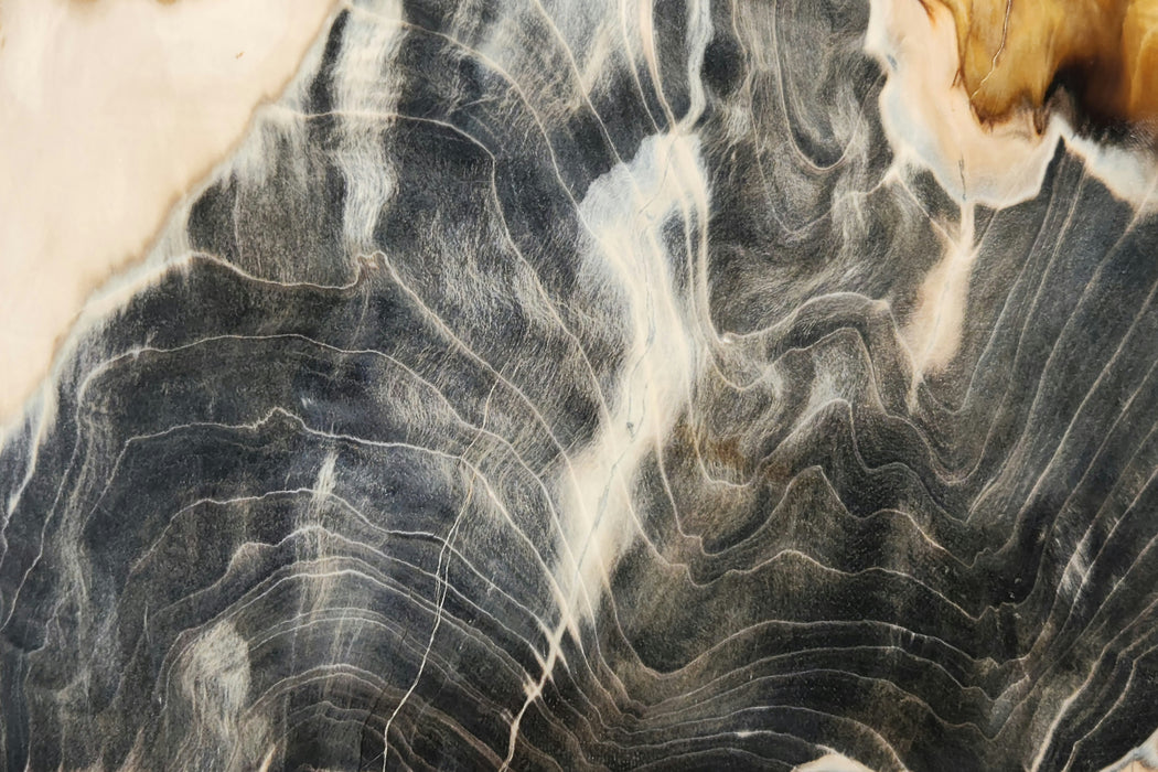 Sequoia Wood Slab | Oregon