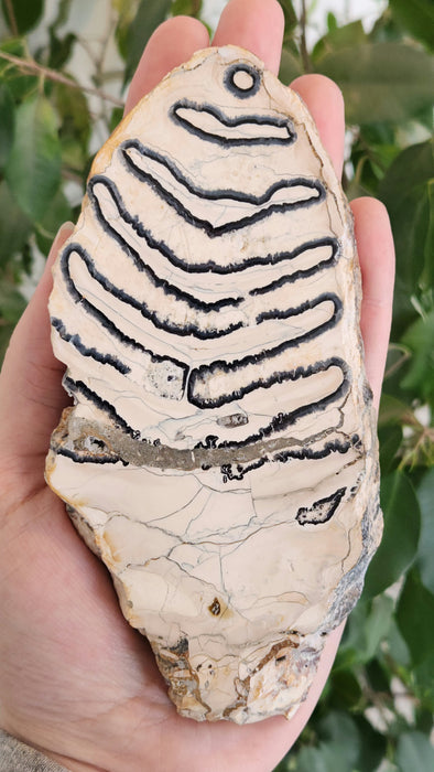 Polished Mammoth Molar Slice