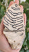 In Stone Fossils 