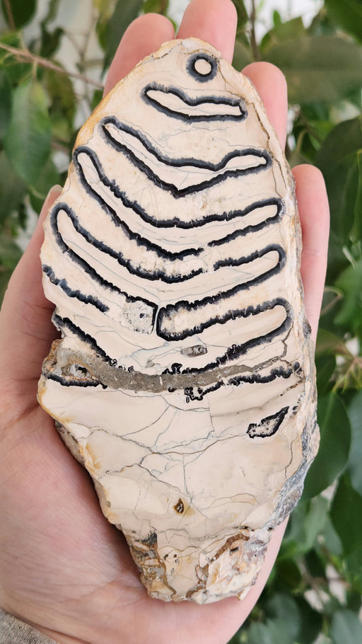 In Stone Fossils 