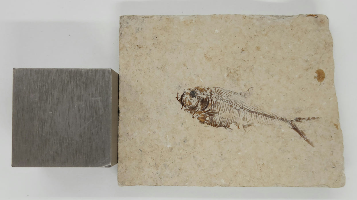 1.5" Diplomystus dentatus | Green River Formation | Wyoming