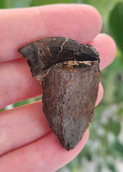 Nanotryannus Tooth on Ceratopsian bone fragment | Hell Creek Formation | South Dakota
