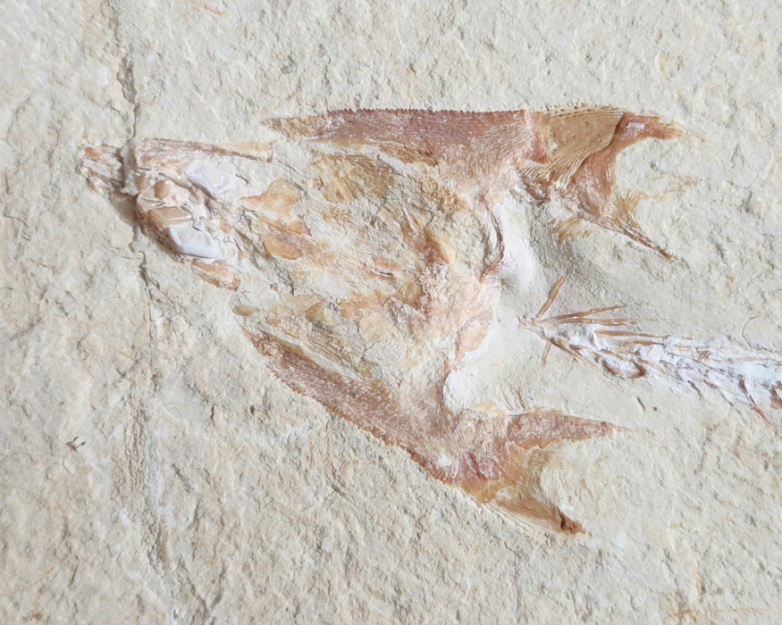 Coccodus insignis (fossil fish) and Carpopenaeus (fossil shrimp) | Lebanon
