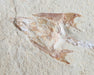 In Stone Fossils 