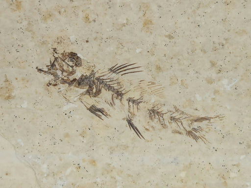 In Stone Fossils 